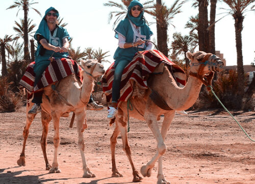 Camel Ride Trip in the Palm Groves