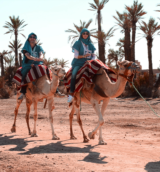 Camel Ride Trip in the Palm Groves